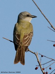 Couch's Kingbird