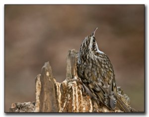 Common Treecreeper 1