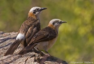 Bare-cheeked Babbler