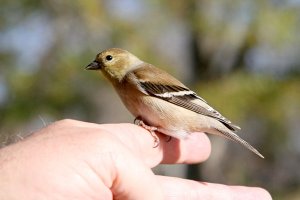 American Goldfinch