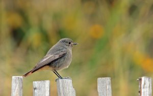 Black Redstart