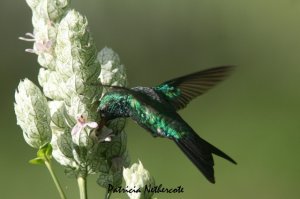 Canivet's Emerald