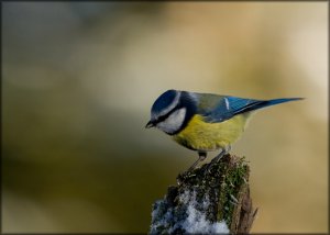 Blue Tit