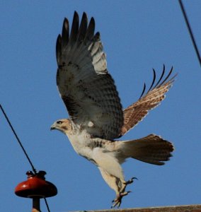 Red Tail Hawk