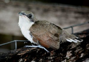 Baby Yellow-billed Cuckoo