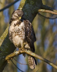 Common Buzzard