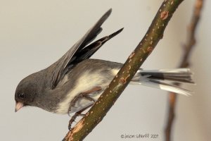 Junco landing