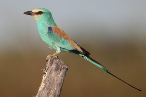 Abyssinian Roller