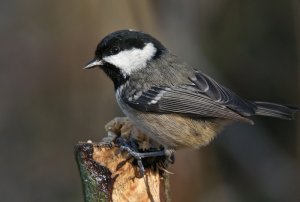 Coal Tit