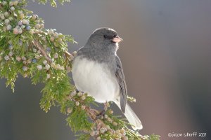 Dark-eyed Junco