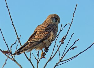 Moments With A Kestrel