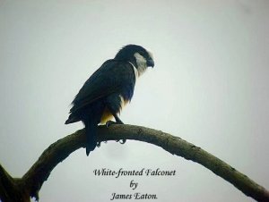 White-fronted Falconet