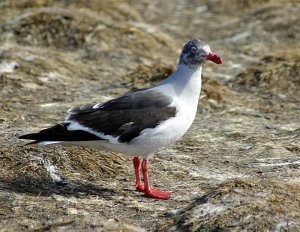 Dolphin Gull