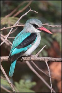 Woodland Kingfisher