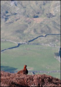 Red Grouse in habitat