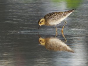 Pacific Golden Plover