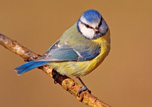 Just a Blue Tit