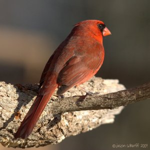 Northern Cardinal