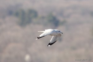 Ring-billed gull