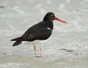 Magellanic Oystercatcher