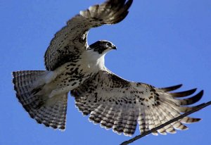 Red Tail Hawk