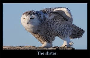 the skater