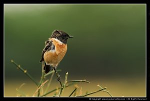 Common Stonechat