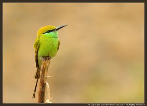 Green Bee Eater