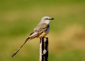 The Scissor-Tailed Flycatcher