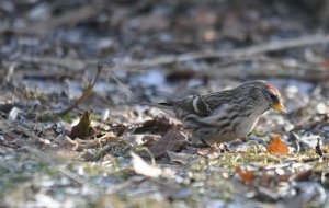 Mealy Redpoll