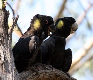 Yellow-Tailed Black-Cockatoo