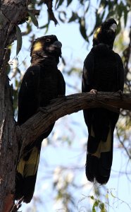 Yellow-Tailed Black-Cockatoo