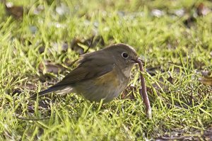 Large worm trying to eat a Red-flanked Bluetail