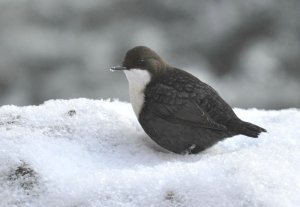 Dipper Portrait