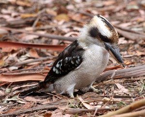 Laughing Kookaburra