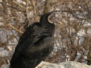 Black Vulture