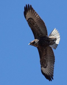 Harlans's Hawk-dark morph