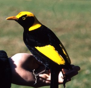 Regent Bowerbird