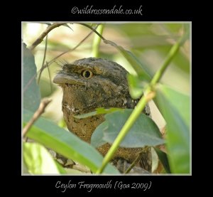 Ceylon Frogmouth