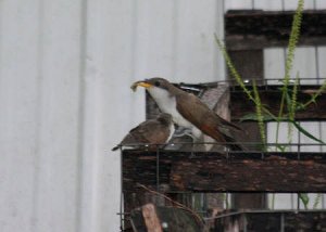 Mom N Baby Cuckoo