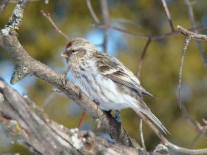 Common Redpoll