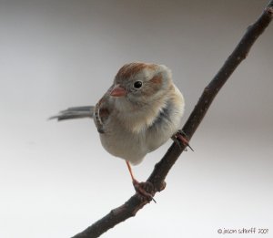 Field Sparrow