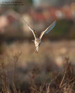 Barn Owl