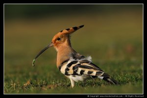 Common Hoopoe