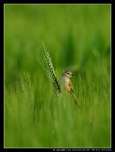 Plain Prinia