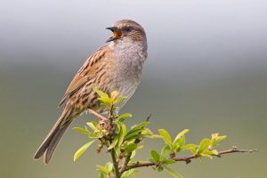 Dunnock, UK