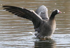 Emperor x Lesser White Fronted Goose