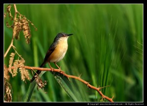 Ashy Prinia