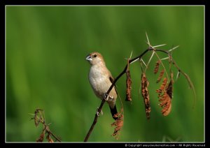 Indian Silverbill