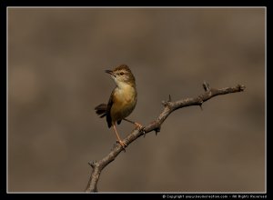 Plain Prinia